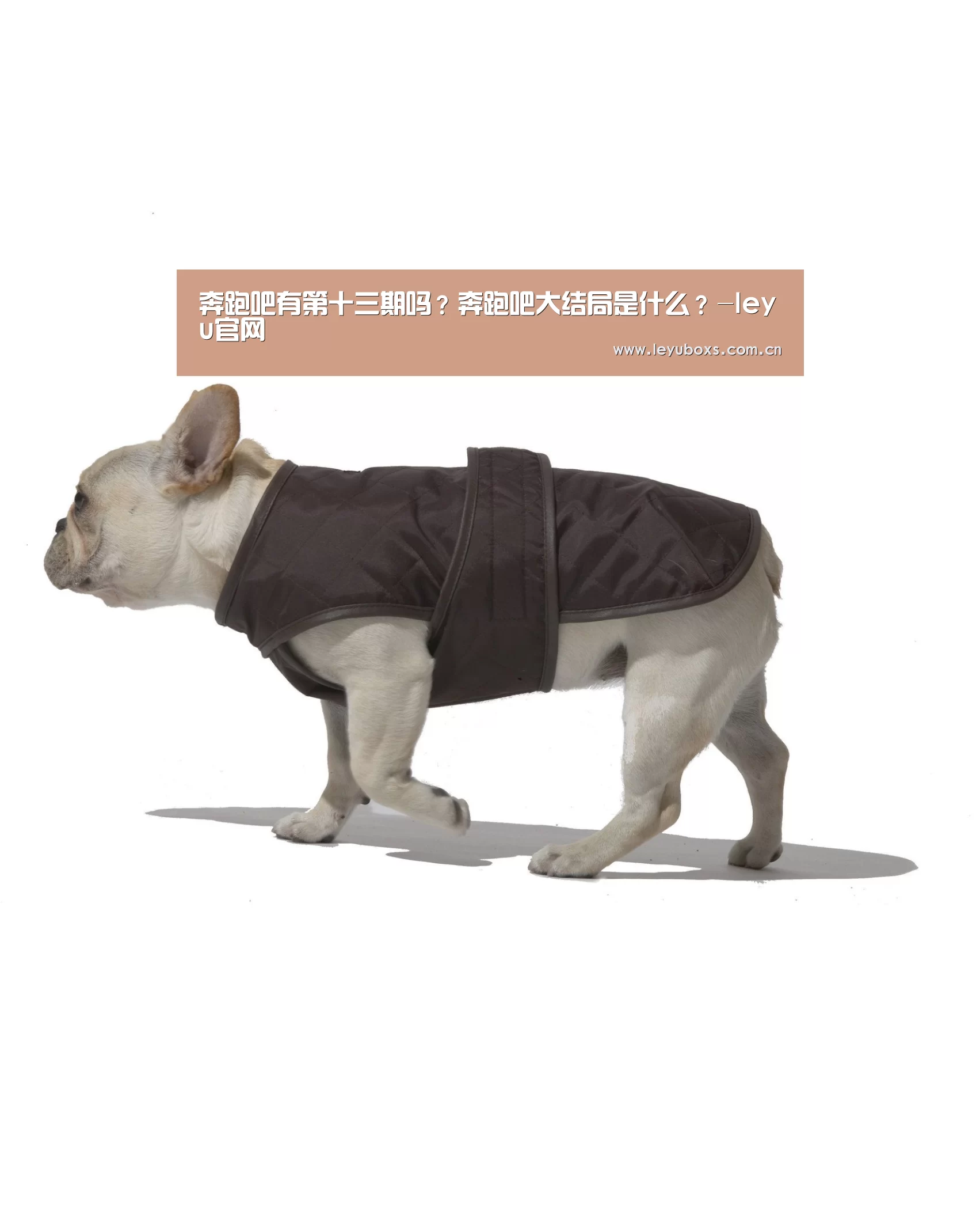 奔跑吧有第十三期吗?奔跑吧大结局是什么?-leyu官网 (图4) 乐鱼官方首页